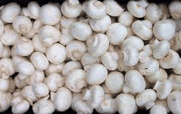BUTTON MUSHROOMS