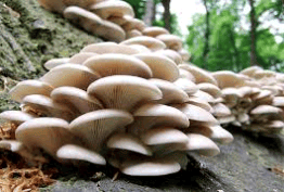 shitake mushrooms